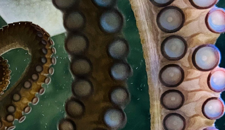 Pierwsze w historii nagranie tajemniczego zwierzęcia