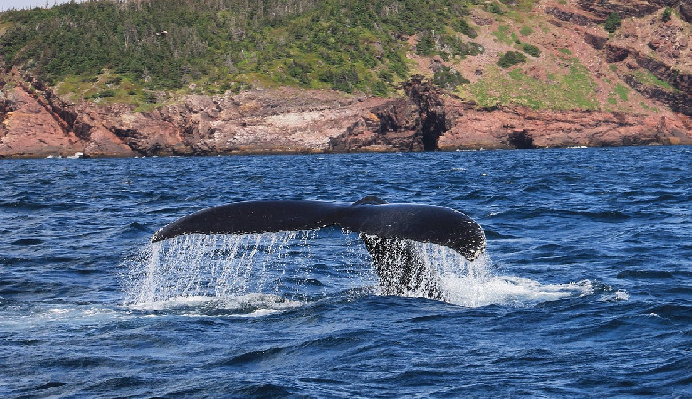 Makaronezja - powstanie nowe, największe dotąd sanktuariumwielorybów