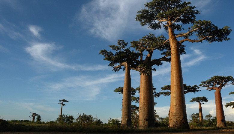Z cyklu Gdzie na czarter jachtu: Madagaskar