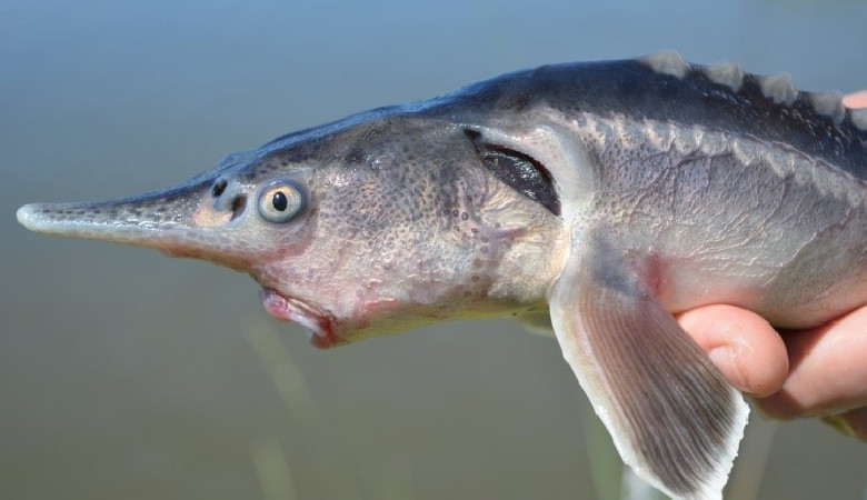 Węgierscy naukowcy stworzyli nową rybę