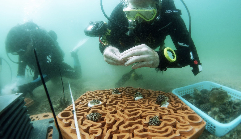 Terakota na pomoc koralowcom