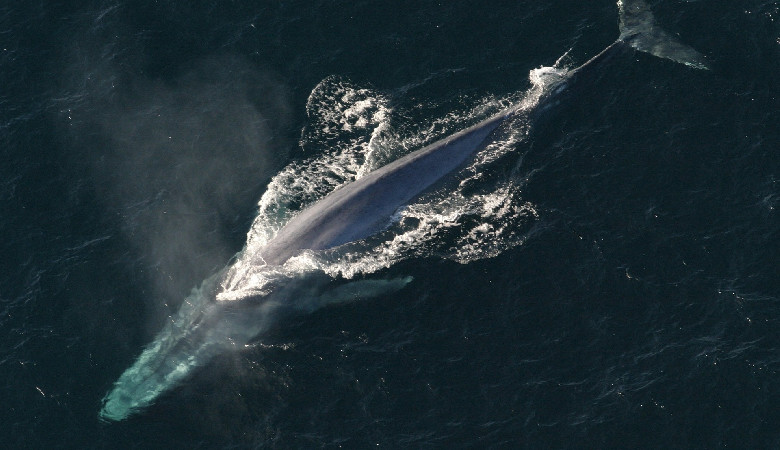 Dwie kajakarki wylądowały w paszczy wieloryba