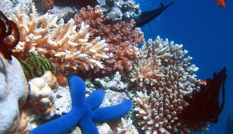 Światowy spór o Wielką Rafę Koralową