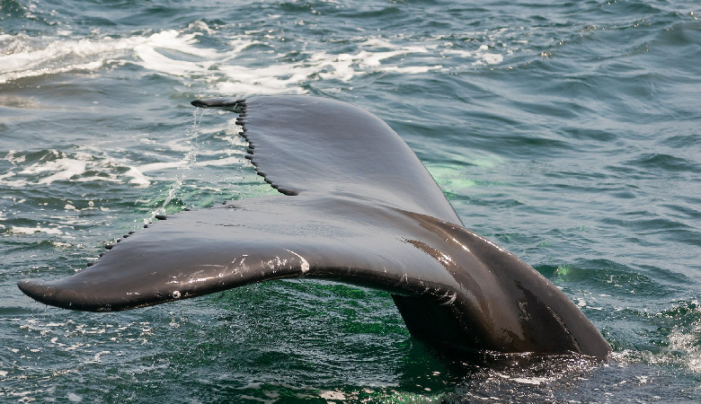 Hiszpanie uratowali wieloryba, który pływał w porcie w Walencji