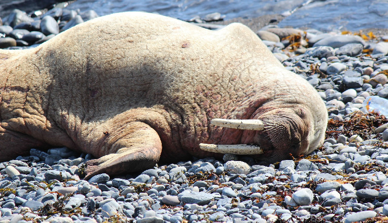 800 kilogramów słodkości