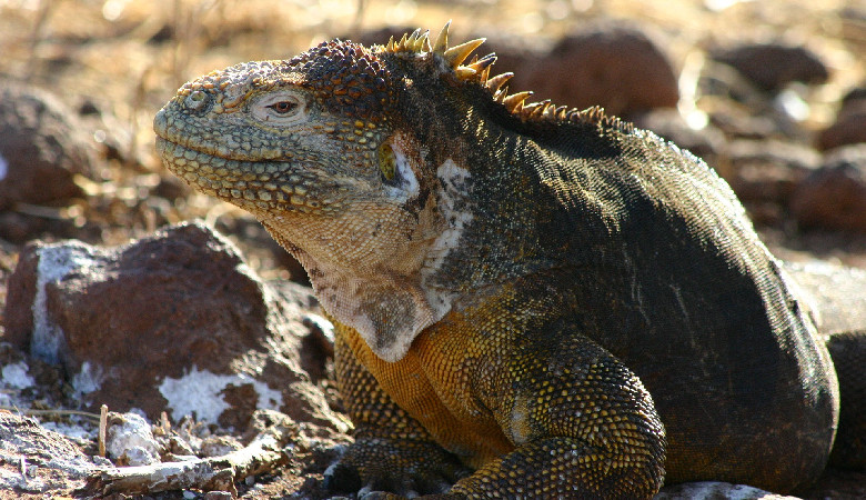 Dobre wieści z Galapagos