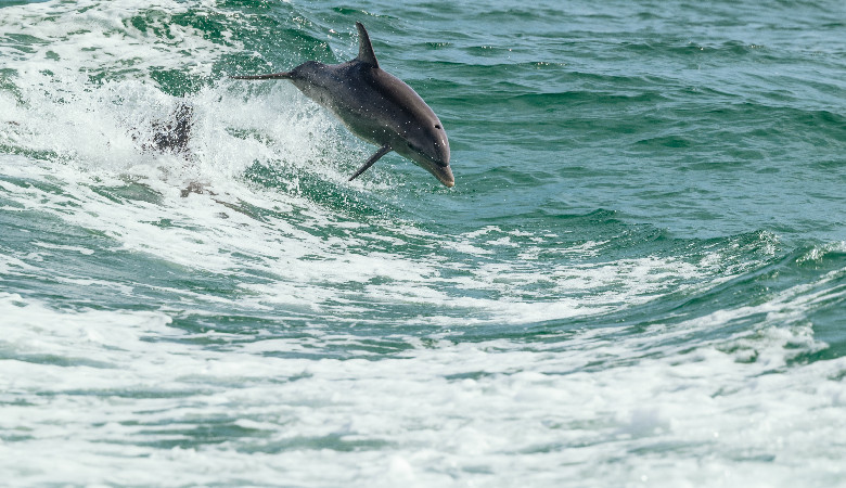 Delfiny z Morza Czarnego wyginą