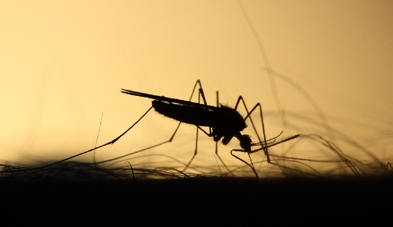 Nowy sposób na komary!