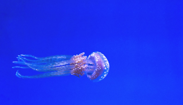 Łebskie meduzy