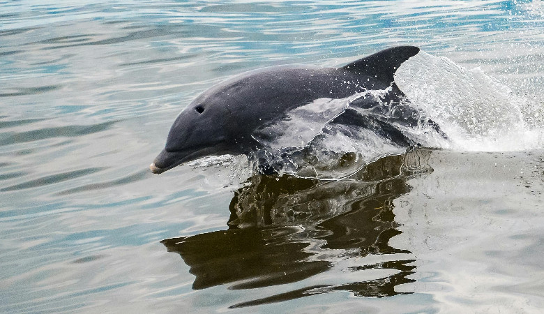 Delfin frustrat podgryza Japończyków