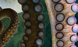 Pierwsze w historii nagranie tajemniczego zwierzęcia