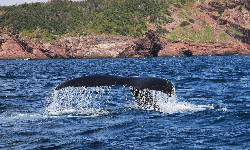 Makaronezja - powstanie nowe, największe dotąd sanktuarium wielorybów