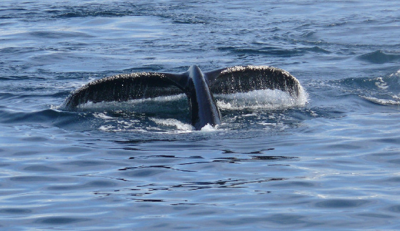 AI podsłuchała kaszaloty – co z tego wynikło?