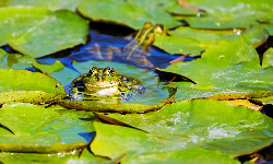 Sauna dla żab – takie rzeczy tylko w Australii