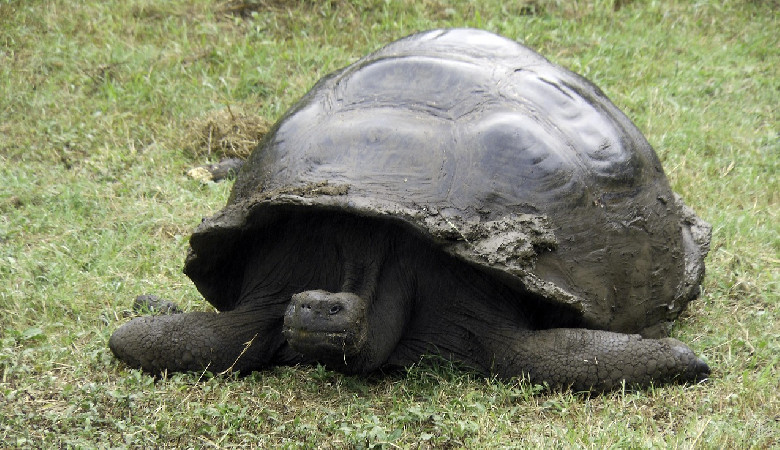 7 km z żółwiem na plecach. Słoniowym!