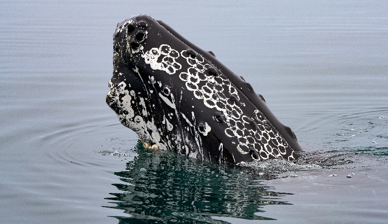Co dalej z humbakiem, który osiadł na mieliźnie u wybrzeży Niemiec?