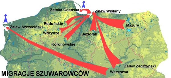 Migracje szuwarowców