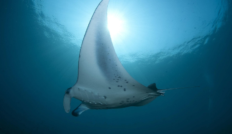 Oceaniczne obszary chronione działają doskonale - o ile są odpowiednio duże