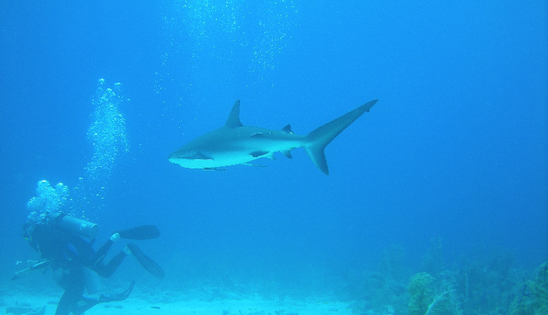 Czy rekiny piją kawę?