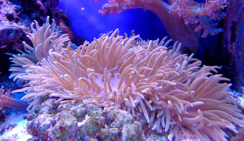 Czy skamieniałe koralowce ocalą te żywe?