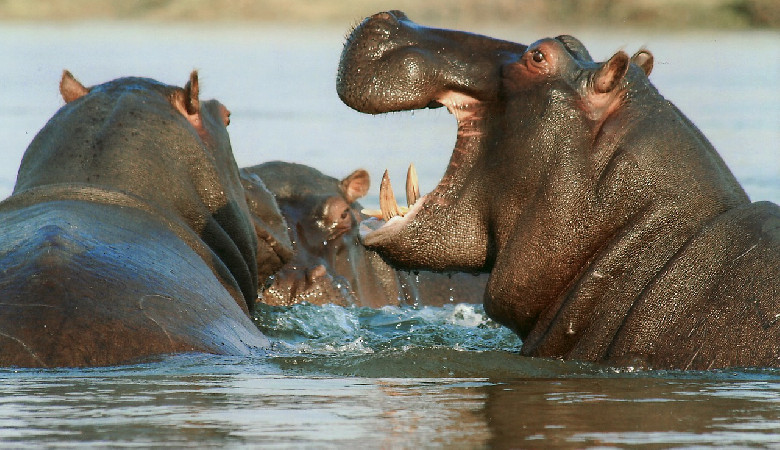 Kokainowe hipopotamy zagrożeniem dla Kolumbii