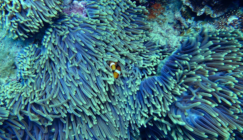 Czy rafy koralowe uciekają przed globalnym ociepleniem?