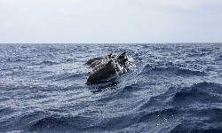 Czarnomorskie delfiny ofiarami wojny