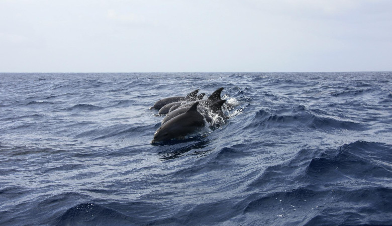 Czarnomorskie delfiny ofiarami wojny
