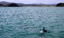Odkryto dwa nowe gatunki delfinów