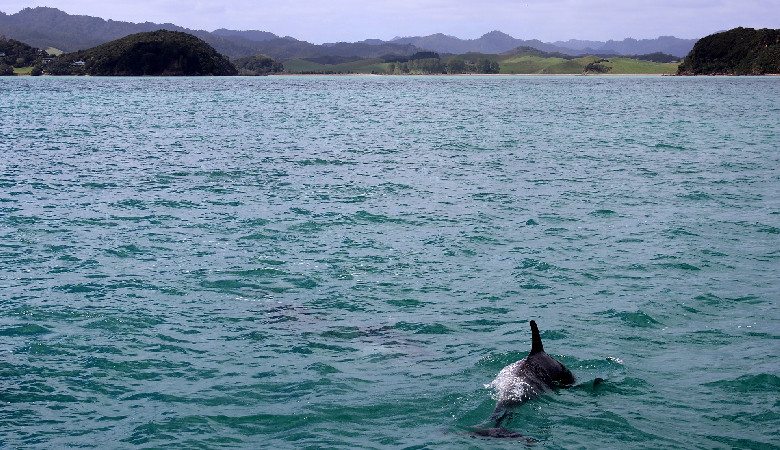 Odkryto dwa nowe gatunki delfinów