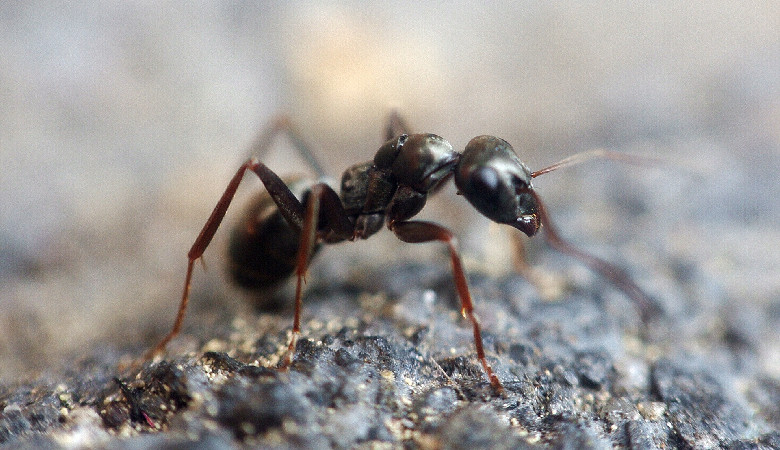 Mrówka na Maderze