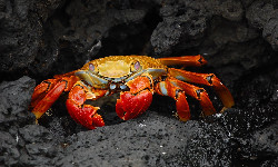 200 milionów krabów na Wyspie Bożego Narodzenia