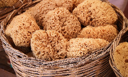 Nowe gąbki – szansa na nowe lekarstwa