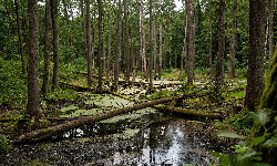 Wodnik Szuwarek zatrzyma wojsko?