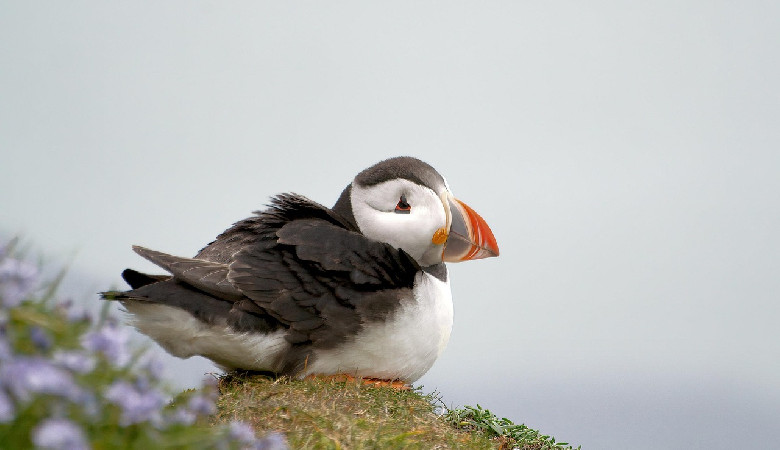 Poszukiwani wolontariusze – można zamieszkać na wyspie i liczyć maskonury