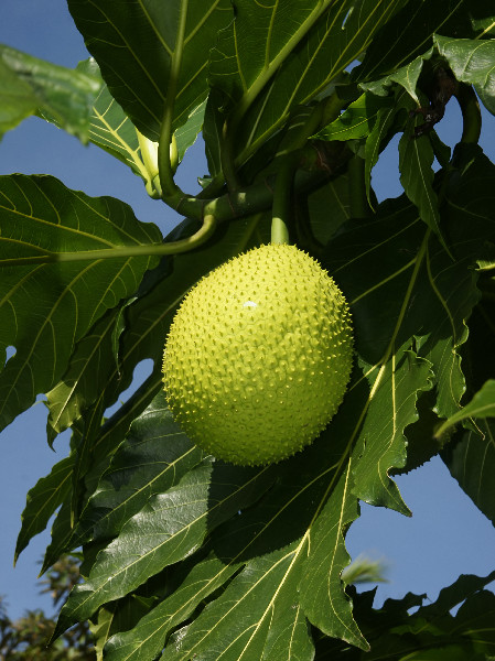[t]Breadfruit[/t] [s]Fot. Wikipedia[/s]