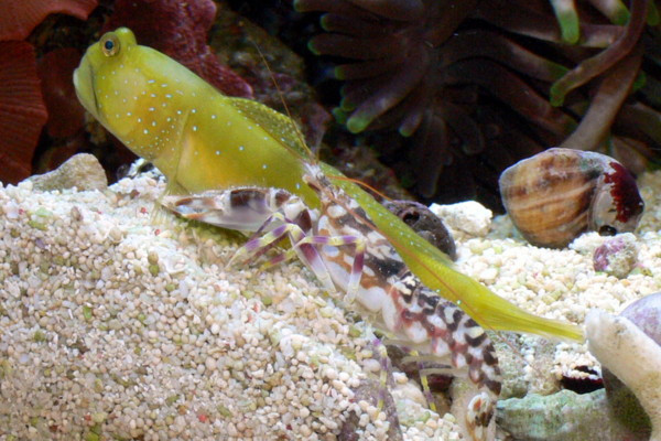 [t][/t] [s]Fot. User:Haplochromis, CC BY-SA 3.0, Wikipedia[/s]